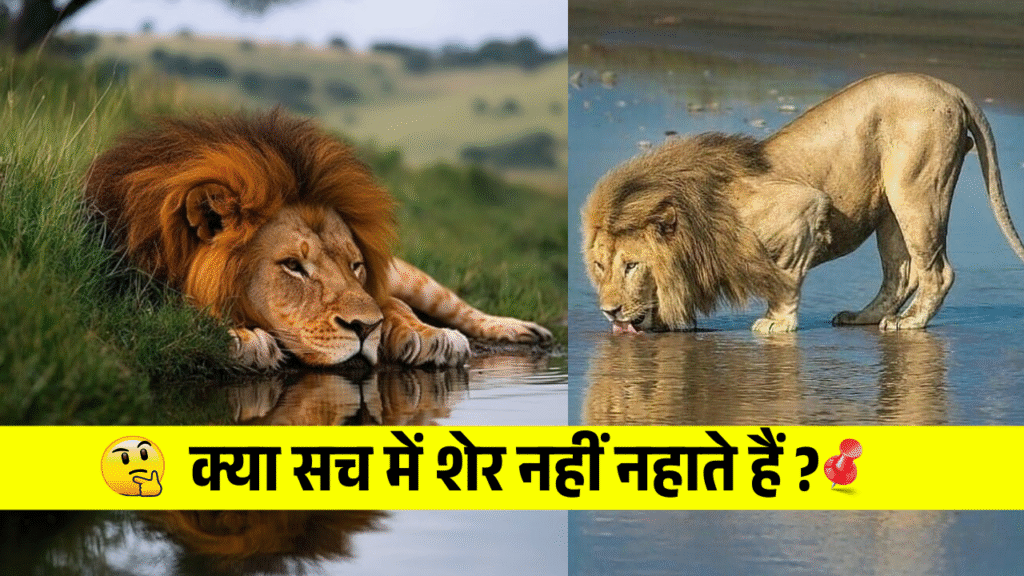Kya Sach men sher kabhi nhi nahate hain | क्या सच में शेर नहीं नहाते हैं ?