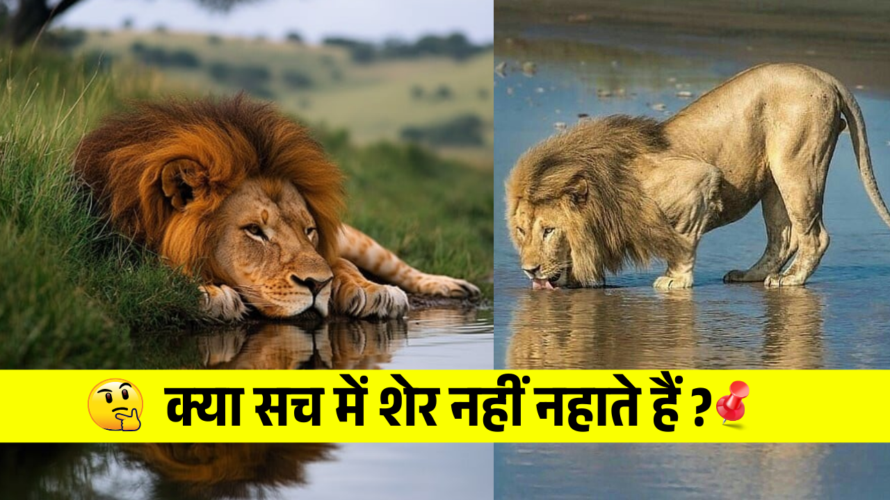 Kya Sach men sher kabhi nhi nahate hain | क्या सच में शेर नहीं नहाते हैं ?