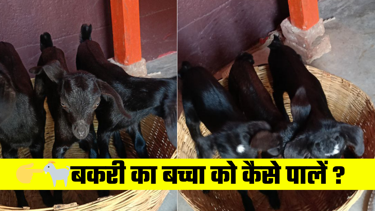 Bakri ka Bacha ko Kaise Pale | बकरी का बच्चा को कैसे पालें ?